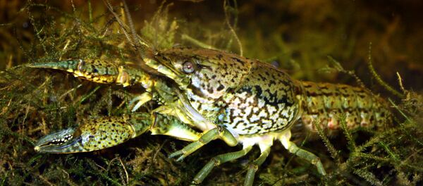 Procambarus fallax forma virginalis, la especie mutante de cangrejo de agua dulce que se expande por el mundo Procambarus fallax forma virginalis, la especie mutante de cangrejo de agua dulce que se expande por el mundo - Sputnik Mundo