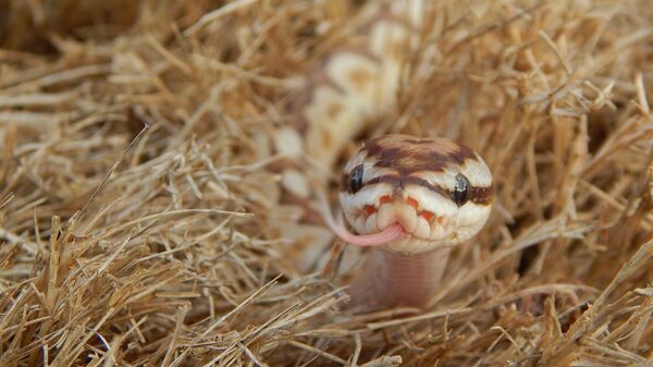 Una serpiente (imagen referencial) - Sputnik Mundo