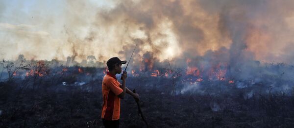Consecuencias de incendios forestales en Indonesia - Sputnik Mundo