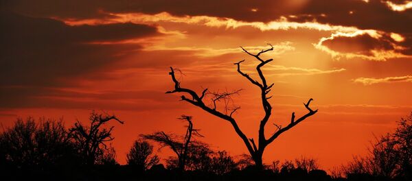 Amanecer en África - Sputnik Mundo