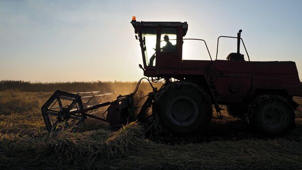 Cosecha de arroz en Rusia - Sputnik Mundo