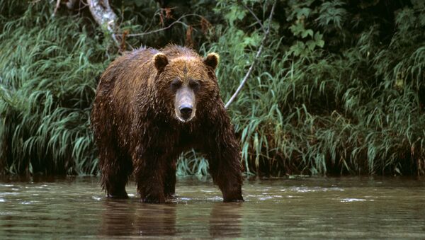 Un oso del Lejano Oriente de Rusia - Sputnik Mundo