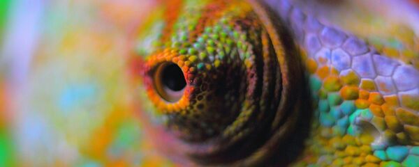 Un camaleón Un camaleón - Sputnik Mundo