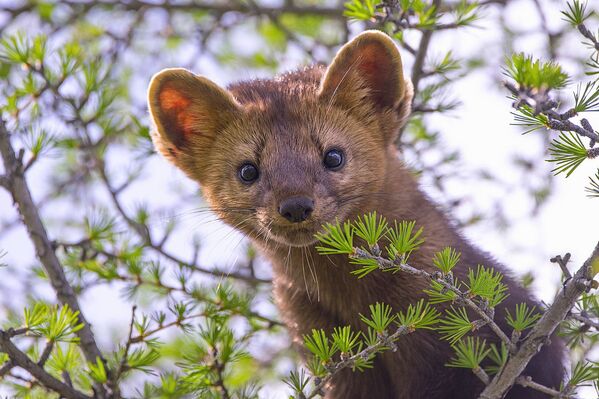 La 'Rusia primigenia': estas son algunas de las fotos más impactantes de la naturaleza rusa - Sputnik Mundo