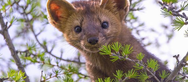 La 'Rusia primigenia': estas son algunas de las fotos más impactantes de la naturaleza rusa - Sputnik Mundo