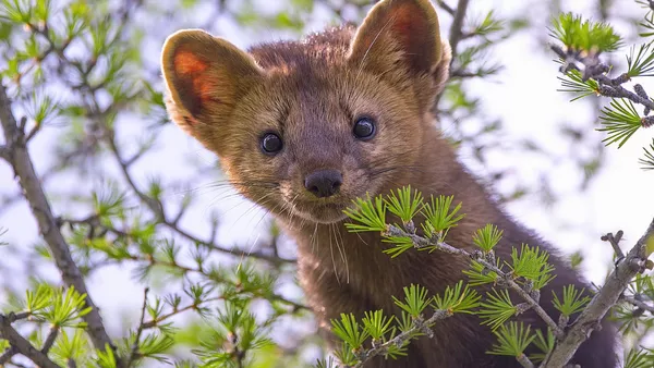 La 'Rusia primigenia': estas son algunas de las fotos más impactantes de la naturaleza rusa - Sputnik Mundo