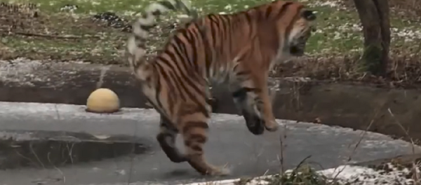 ¡Cuidado!: un tigre de Amur casi cae a través del hielo ¡Cuidado!: un tigre de Amur casi cae a través del hielo - Sputnik Mundo