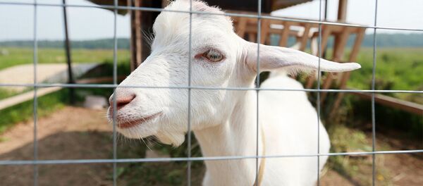 Una cabra (imagen referencial) - Sputnik Mundo