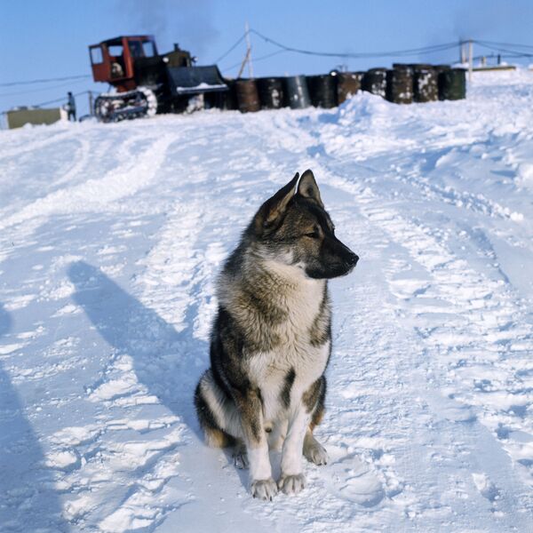 Un viaje por todas las estaciones polares de Rusia Un viaje por todas las estaciones polares de Rusia - Sputnik Mundo
