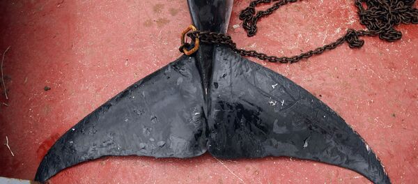 La cola de una ballena (archivo) - Sputnik Mundo