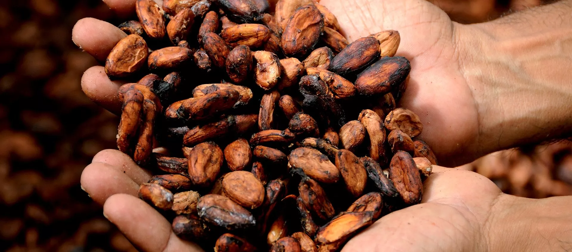 Grano de cacao Grano de cacao - Sputnik Mundo, 1920, 24.01.2021