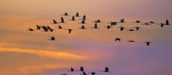 Migración de las aves (imagen referencial) - Sputnik Mundo