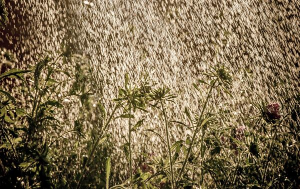 Svetlana Tarasova, Rusia. Jardín. Svetlana Tarasova, Rusia. Jardín. - Sputnik Mundo