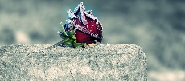 Una flor en una tumba - Sputnik Mundo