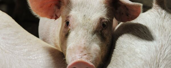 Los cerdos - Sputnik Mundo