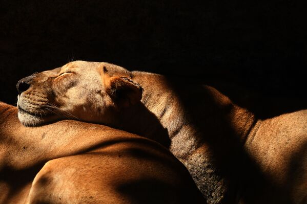 Misiles, modelos y fiestas: estas son las mejores fotos de la semana - Sputnik Mundo