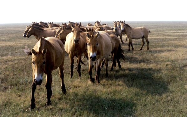 El caballo de Przewalski - Sputnik Mundo