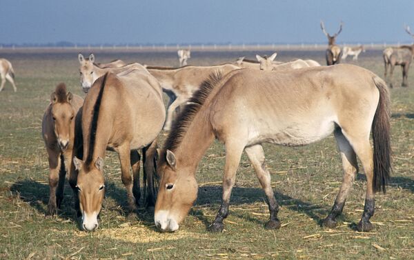 El caballo de Przewalski - Sputnik Mundo