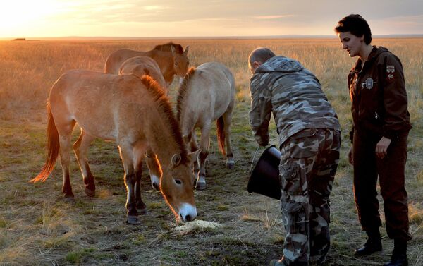 Vladímir Putin, dando de comer al caballo de Przewalski - Sputnik Mundo