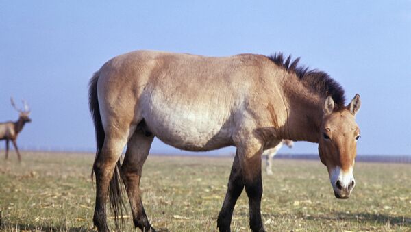 El caballo de Przewalski - Sputnik Mundo