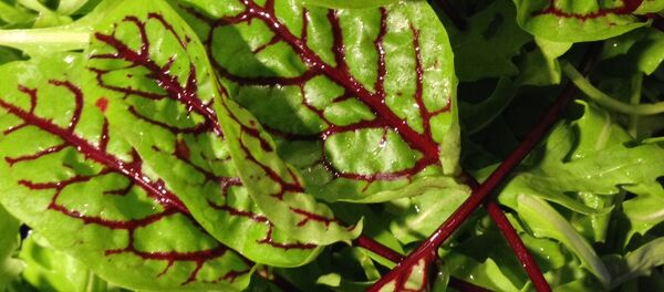 Una planta (imagen referencial) - Sputnik Mundo