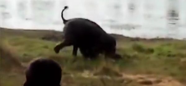 Un elefante enfurecido ataca a una multitud y mata a un granjero en la India (fuertes imágenes) Un elefante enfurecido ataca a una multitud y mata a un granjero en la India (fuertes imágenes) - Sputnik Mundo