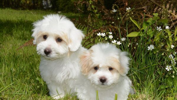 Perros Coton de Tulear - Sputnik Mundo