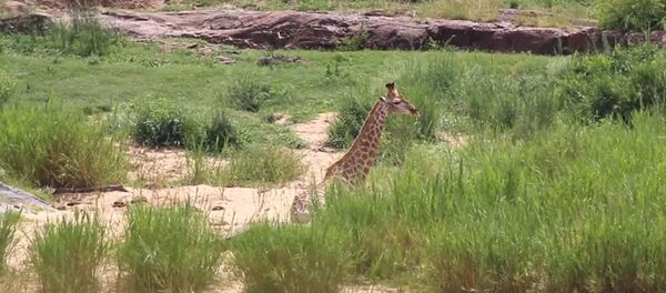 Batalla entre jirafa y cocodrilo con final inesperado - Sputnik Mundo