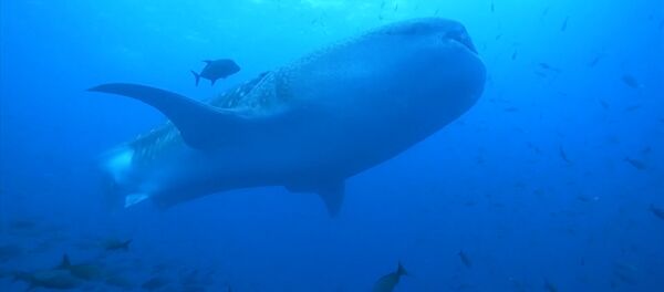 Así es el tiburón más grande del mundo - Sputnik Mundo