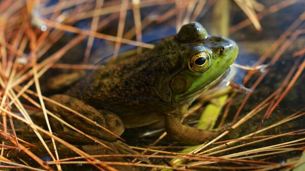 Una rana toro (Lithobates catesbeiana) Una rana toro (Lithobates catesbeiana) - Sputnik Mundo