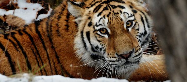 Peligro de extinción: los majestuosos integrantes del Libro Rojo de Rusia - Sputnik Mundo