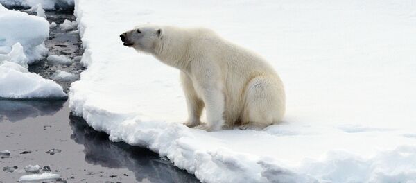 Белый медведь на льдине в Северном ледовитом океане - Sputnik Mundo