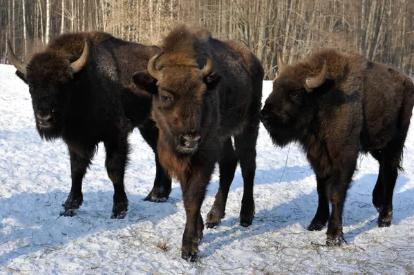 Peligro de extinción: los majestuosos integrantes del Libro Rojo de Rusia Peligro de extinción: los majestuosos integrantes del Libro Rojo de Rusia - Sputnik Mundo