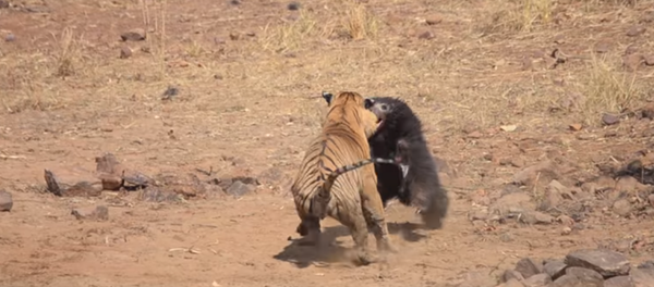 La lucha a vida o muerte entre un tigre y una osa - Sputnik Mundo