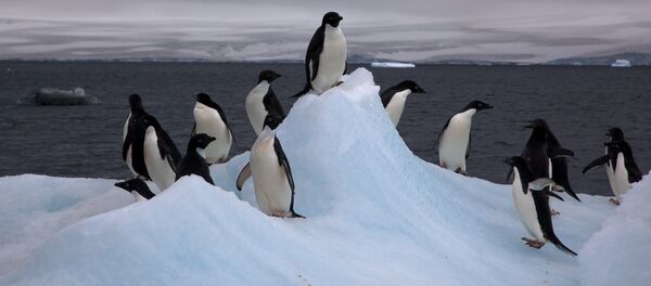 Pingüinos Adelia - Sputnik Mundo