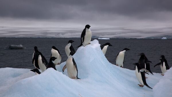 Pingüinos Adelia Pingüinos Adelia - Sputnik Mundo