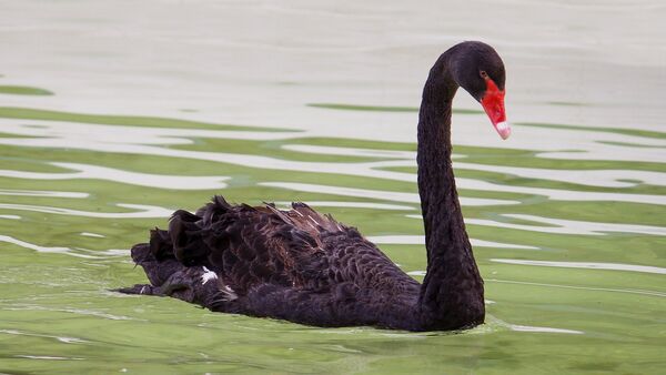 Un cisne negro (imagen referencial) - Sputnik Mundo