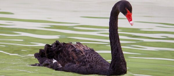 Un cisne negro (imagen referencial) - Sputnik Mundo