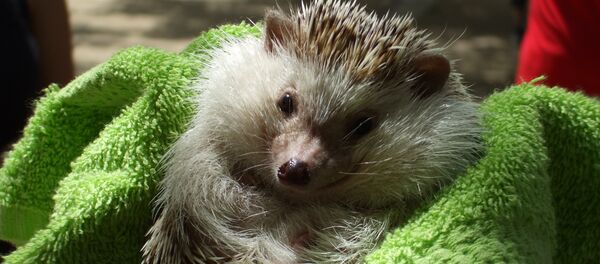 Un erizo Un erizo - Sputnik Mundo