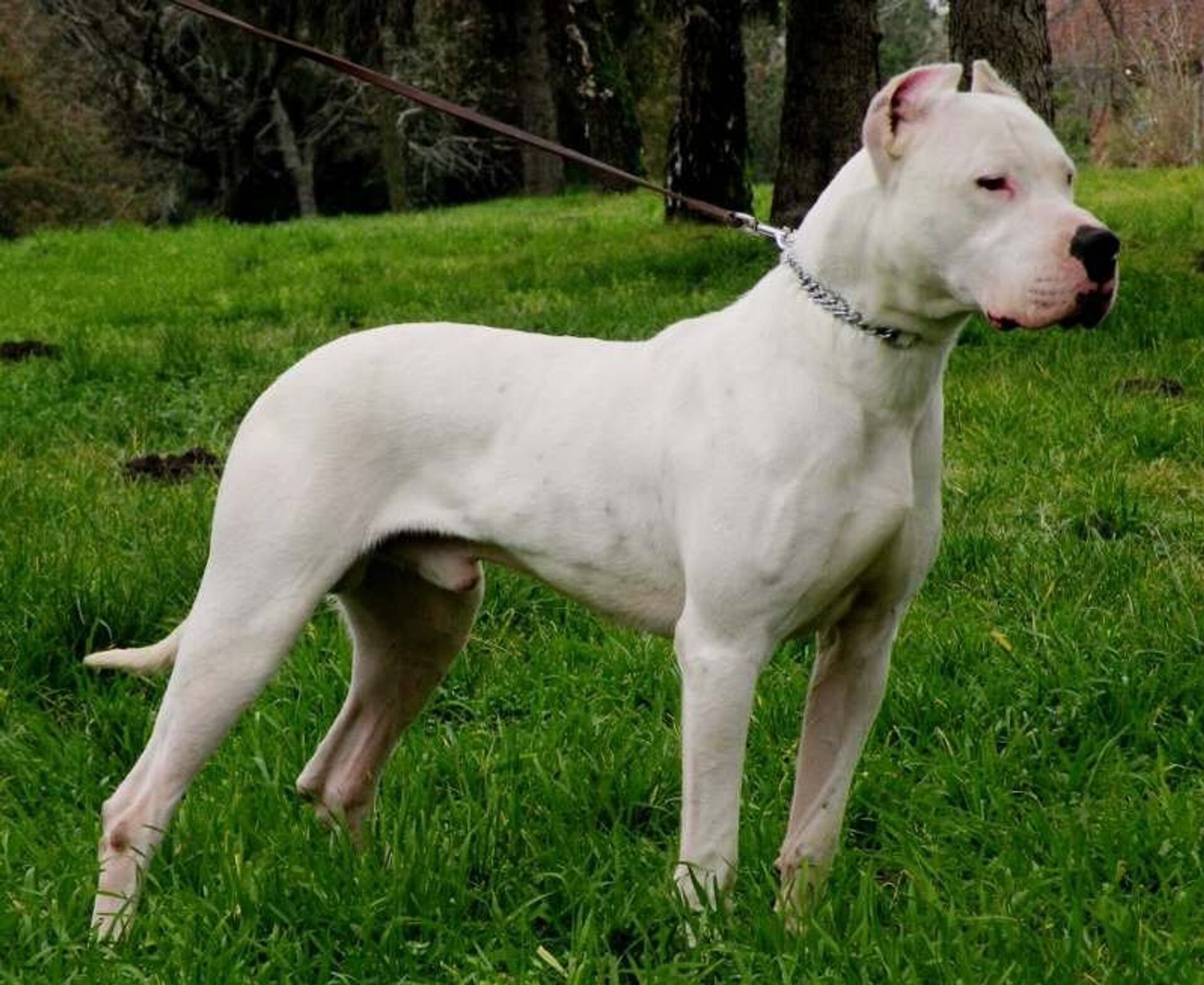Dogo argentino perro - Sputnik Mundo, 1920, 18.06.2021