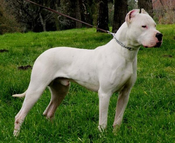 Dogo argentino perro - Sputnik Mundo