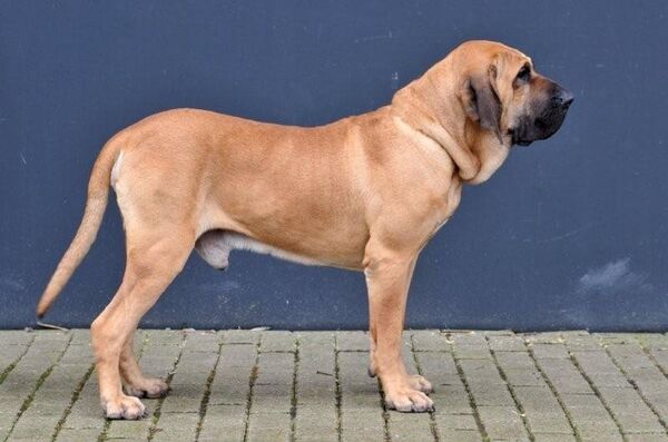 Fila Brasileiro perro - Sputnik Mundo