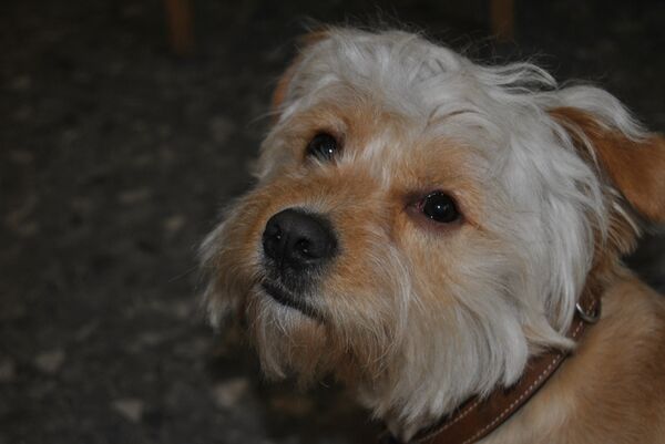 Bichon Habanero - Blanco y crema - Sputnik Mundo