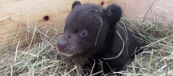 Veterinarios rusos cuidan a un pequeño oso del Himalaya Veterinarios rusos cuidan a un pequeño oso del Himalaya - Sputnik Mundo