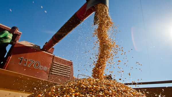 Producción agraria en Brasil - Sputnik Mundo