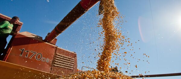 Producción agraria en Brasil - Sputnik Mundo