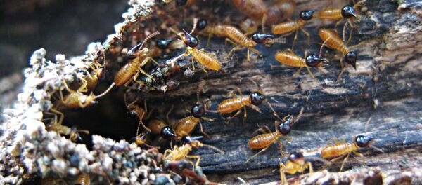 Termitas Termitas - Sputnik Mundo