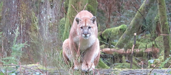 El tenso encuentro entre un puma y un fotógrafo - Sputnik Mundo