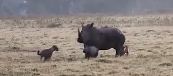 Una rinoceronta protege a sus crías de hienas hambrientas - Sputnik Mundo