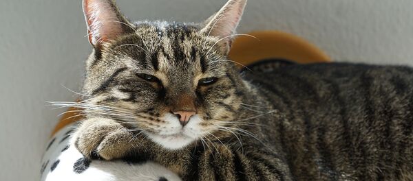 Un gato con sueño - Sputnik Mundo